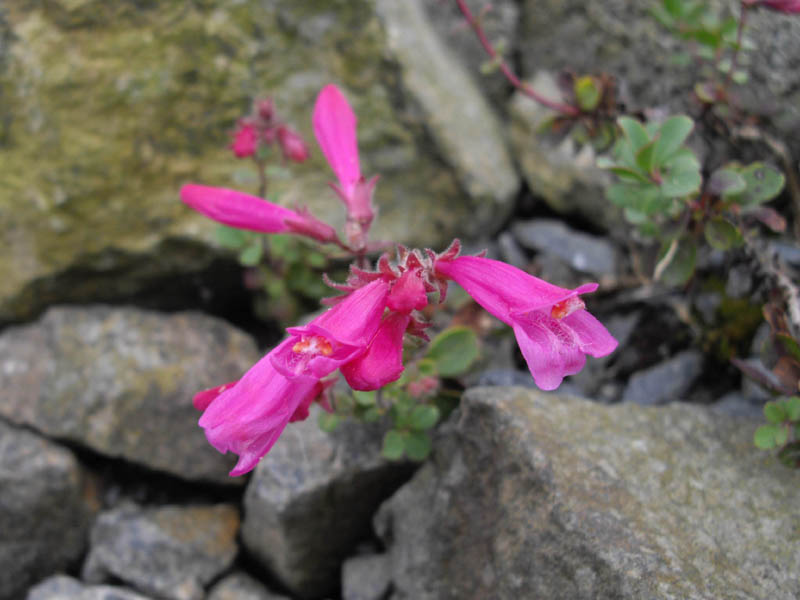 Penstemon roezlii photo